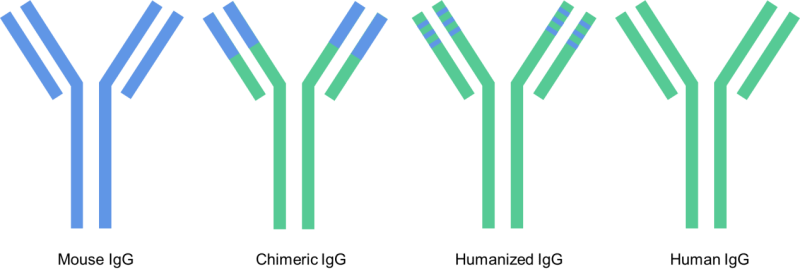 LIBRA HuEasy Monoclonal antibody (mab) humanization service (fully ...